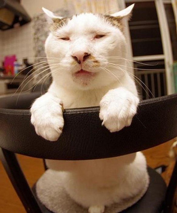 这只被网友称为360度全死角世界最丑的猫咪