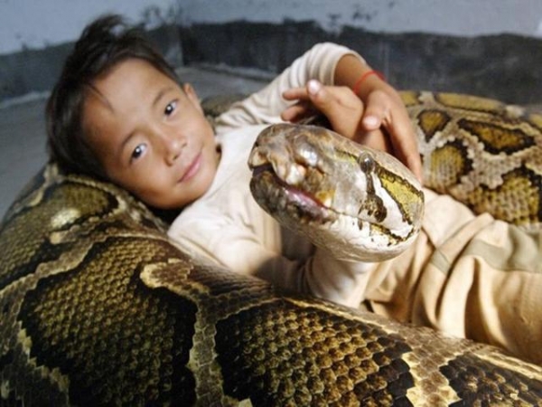 越南男孩一出生就吓坏父母,蟒蛇围绕紧紧包覆不肯离去