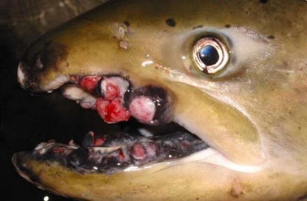 日本核污染后变异的鱼图片