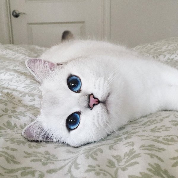 这只「拥有全世界最美蓝色眼睛」的可爱白猫让26万网友都迷上了,看到
