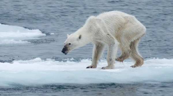 北极熊最大记录图片